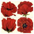 Poppy Quartet by Debra Jackson Limited Edition Pricing Art Print