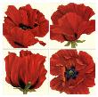 Poppy Quartet by Debra Jackson Limited Edition Print