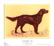 Hunting Dogs, Setter by Andres Collot Limited Edition Pricing Art Print