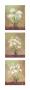 White Spray Triptych by Debra Lake Limited Edition Print