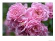 Pink Landscape Roses, Jackson, New Hampshire, Usa by Lisa S. Engelbrecht Limited Edition Print