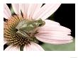 Squirrel Treefrog On Echinacea Flower, Florida, Usa by Maresa Pryor Limited Edition Print