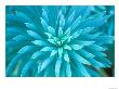 Euphorbia, Roche Harbor, Washington, Usa by Rob Tilley Limited Edition Print