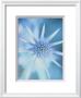 Sea Holly by Carol Sharp Limited Edition Print