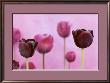 Purple Tulips by Sybylle Pietrek Limited Edition Pricing Art Print