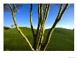 A Palo Verde Tree And A Green Golf Course by Raul Touzon Limited Edition Print