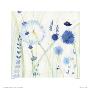 Cornflower I by Janet Bell Limited Edition Print