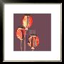 Poppy Pods by Emily Burrowes Limited Edition Print