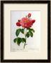 Rosa Gallica Aurelianensis by Pierre-Joseph Redoute Limited Edition Print