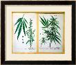 Cannabis Mas And Cannabis Foemina, From Herbarium Blackwellianum, 1757 by Elizabeth Blackwell Limited Edition Print