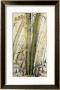 Green Bamboo by Huachazc Lee Limited Edition Pricing Art Print