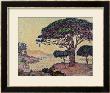 Umbrella Pines At Caroubiers, 1898 by Paul Signac Limited Edition Print