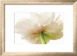 Anemone by Barbara Bordnick Limited Edition Print