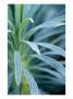 Euphorbia Characias Wulfenii by Lynn Keddie Limited Edition Print