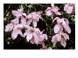 Magnolia Sargentiana, Large Pale Pink Flowers On Brown Branches, With Raindrops On Petals by Mark Bolton Limited Edition Print