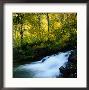 Stream Flowing Past Leafy Trees In Sierra Nevada Mountains, Ansel Adams Wilderness Area, Usa by Wes Walker Limited Edition Print