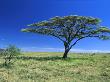 Acacia Trees (Acacia Sp), On Savannah, Serengeti National Park by Konrad Wothe Limited Edition Print