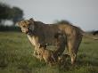 African Lioness, Panthera Leo, With Cubs by Beverly Joubert Limited Edition Print