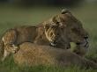 African Lioness, Panthera Leo, Resting With Cubs by Beverly Joubert Limited Edition Print