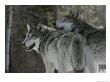 Two Gray Wolves Look Over Their Shoulders by Jim And Jamie Dutcher Limited Edition Print