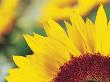 Sunflower Petals by Heide Benser Limited Edition Print