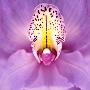 Close-Up Of Orchid by Michael Filonow Limited Edition Print