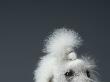Close Up On Poodles Eyes And Forehead by Jakob Helbig Limited Edition Print