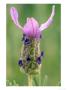 Lavandula Regal Splendour, Flower by Kidd Geoff Limited Edition Print