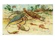 Prehistoric Eurypterids Are Similar To Today's Horseshoe Crabs by National Geographic Society Limited Edition Print