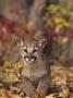 Cougar Kitten Forest (Puma Concolor) by Grambo Limited Edition Print
