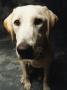 Portrait, Golden Labrador Retriever by Brian Summers Limited Edition Print