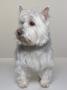 West Highland White Terrier (Westie) by Brian Summers Limited Edition Pricing Art Print