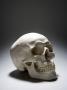 A Human Skull by Halfdark Limited Edition Print