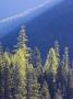 Backlit Western Larch Trees In Mount Rainier National Park by Terry Eggers Limited Edition Print