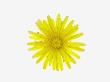 Dandelion Flower (Taraxacum Officinale), A Composite. by Scientifica Limited Edition Print