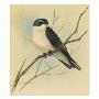 A Painting Of A Tree Swallow Perched On A Leafless Branch by Louis Agassiz Fuertes Limited Edition Print