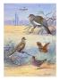 Painting Of Several Dove Species by Allan Brooks Limited Edition Print