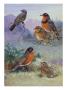 A Painting Of Several Species Of Robin by Allan Brooks Limited Edition Print