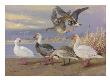 A Painting Of Several Species Of Adult And Young Geese by Allan Brooks Limited Edition Pricing Art Print
