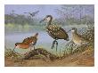 A Painting Of A Limpkin, A King Rail, And A Clapper Rail by Allan Brooks Limited Edition Print