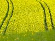 Germany Baden Wurttemberg Rape Seed Flower On Field by Silke Magino Limited Edition Pricing Art Print