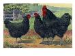 The Jersey Black Giants Lay Large Brown Eggs. by National Geographic Society Limited Edition Pricing Art Print