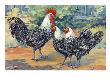 Three Silver Campine Chickens Originally From Beligum's Campine Region. by National Geographic Society Limited Edition Print