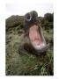 Southern Elephant Seal, Bull In Wallow, Campbell Island by Mark Jones Limited Edition Print