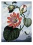 The Winged Passion Flower by Sydenham Teast Edwards Limited Edition Pricing Art Print