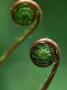 Deer Fern Fiddleheads by Pat O'hara Limited Edition Print