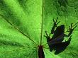 Pacific Tree Frog On A Maple Leaf by Darrell Gulin Limited Edition Pricing Art Print