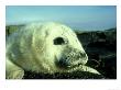 Grey Seal, Pup, Northumberland by Graham Wren Limited Edition Print