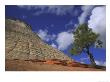 Checkerboard Mesa And Ponderosa Pine (Pinus Ponderosa), Zion National Park, Usa by Mark Hamblin Limited Edition Pricing Art Print