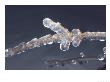 Ice-Covered Branch, Botanical Garden, Canada by Philippe Henry Limited Edition Print